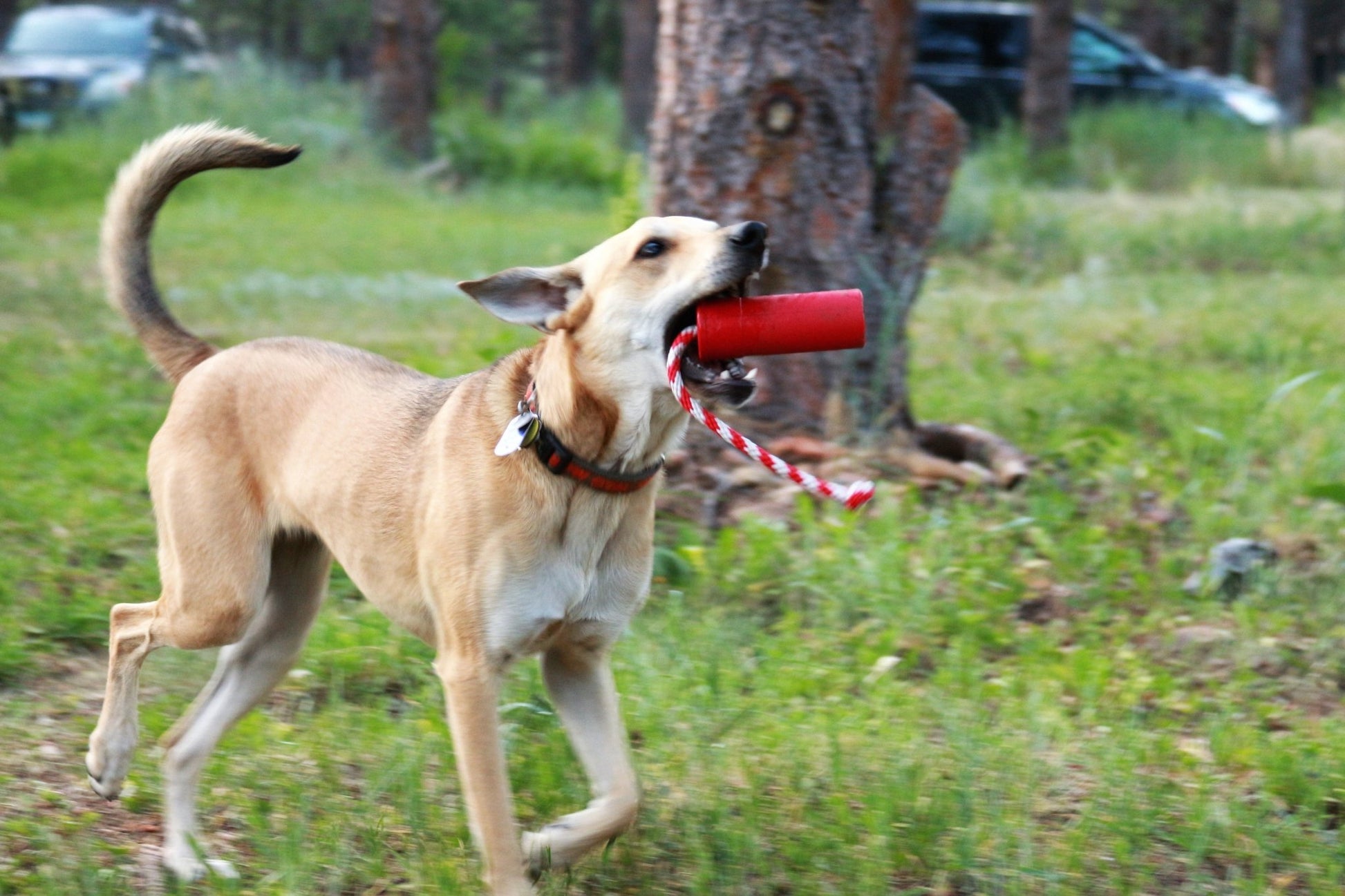 A durable floating toy in the form of a frisbee being chased by a dog, the USA-K9 Firecracker Durable Rubber Floating Training Dummy - Large - Red from SodaPup.