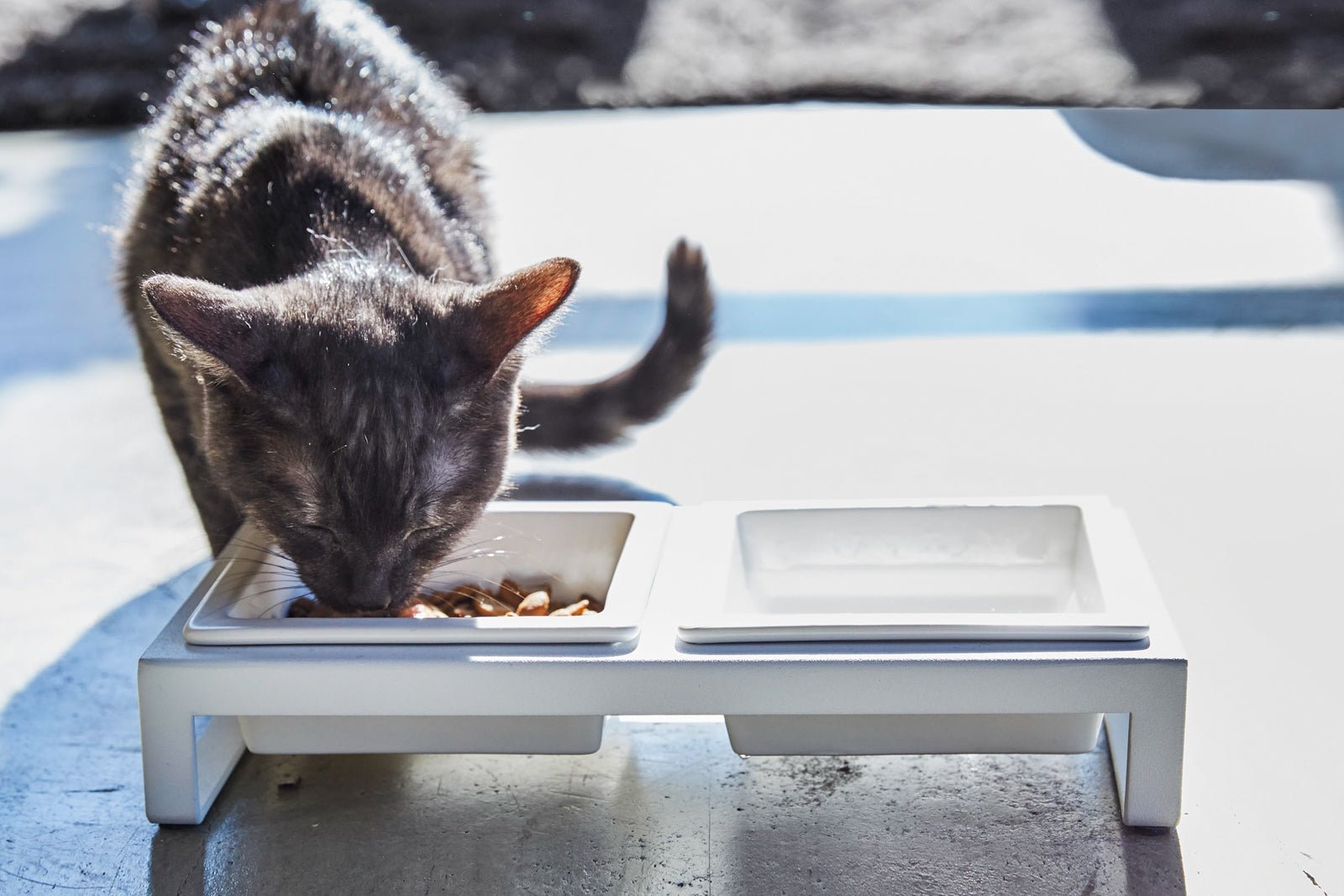 A cat eating from a Yamazaki Home ceramic pet food bowl in bright sunlight.