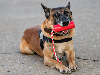 A dog with a USA-K9 Firecracker Durable Rubber Floating Training Dummy - Large - Red from SodaPup in its mouth.