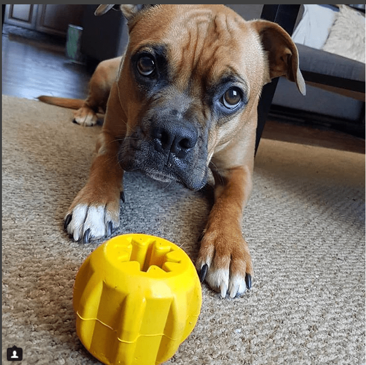 A brown and black dog lies on a carpet, gazing intently at a yellow Gear EDispener Durable Rubber Treat Holder and Chew Toy by SodaPup. The dog's front paws are stretched out, brushing against its Yak Chew Holder, while a couch is visible in the background.