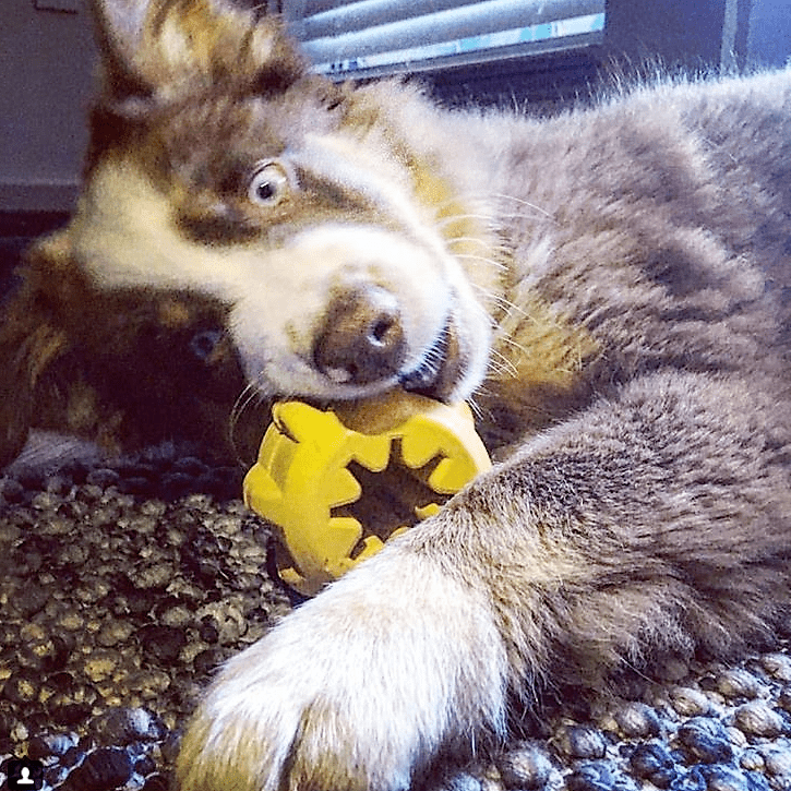 A playful dog with brown and white fur lies on a carpet, chewing on a yellow Gear EDispener Durable Rubber Treat Holder and Chew Toy by SodaPup. Its ears are perked up, and its striking eyes gaze at the camera. The scene is well-lit by natural light from a nearby window, highlighting the toy's dental ridges.