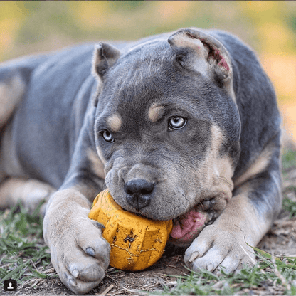 A gray and tan puppy with blue eyes is lying on the grass, eagerly chewing its yellow Gear EDispener Durable Rubber Treat Holder and Chew Toy by SodaPup. The sunlight highlights the puppy's shiny coat and playful demeanor as it explores every corner of its new favorite plaything.