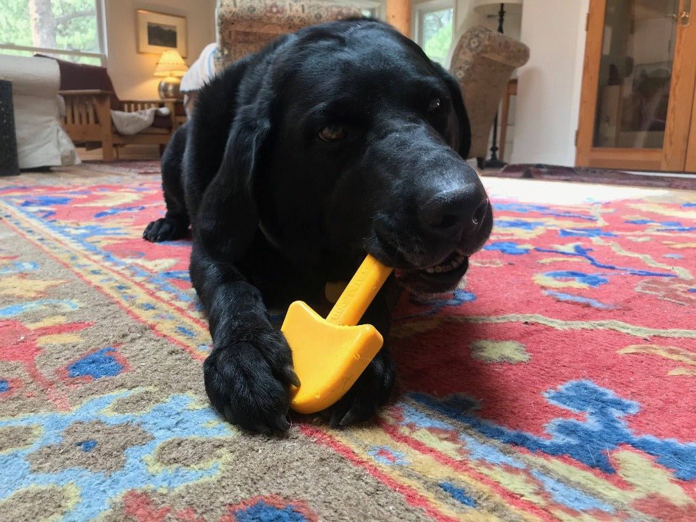 A black lab biting on a yellow SodaPup ID Shovel Ultra Durable Nylon Dog Chew Toy.