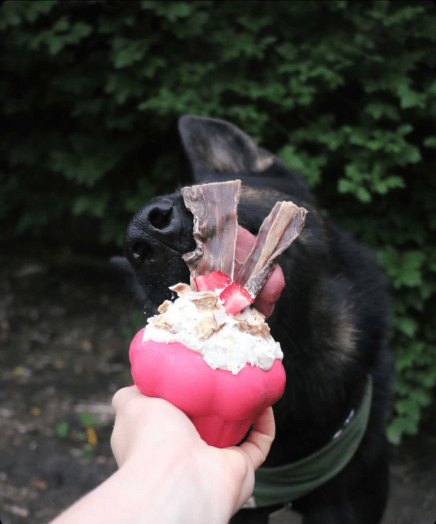 A black dog eagerly licks a treat from the SodaPup Cupcake EDispenser, a pink, durable rubber chew toy. The toy dispenses treats filled with cream and topped with two meaty strips, set against lush green foliage in the background.