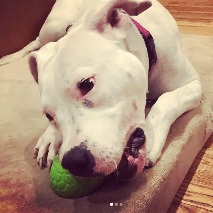 A white dog with a pink collar contentedly gnaws on a green toy, the Dinosaur Egg EDispenser Durable Rubber Chew Toy & Treat Dispenser by SodaPup, while resting on a beige cushion. The pup appears relaxed and happy, with its paws gently placed on the cushion.