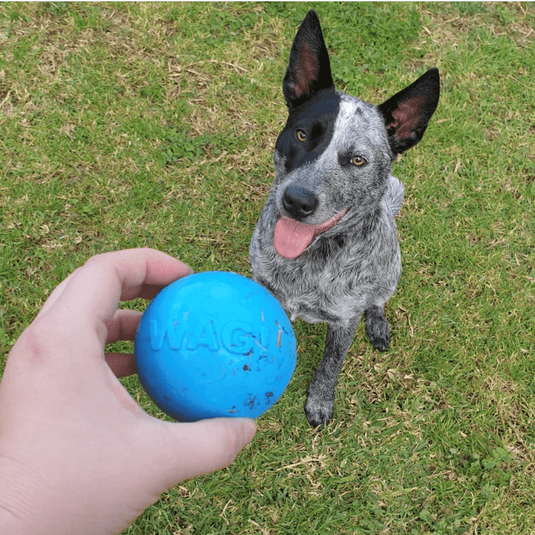 A person is holding a SodaPup Wag Ball Ultra Durable Synthetic Rubber Chew Toy & Floating Retrieving Toy - Large - Blue in front of a dog.