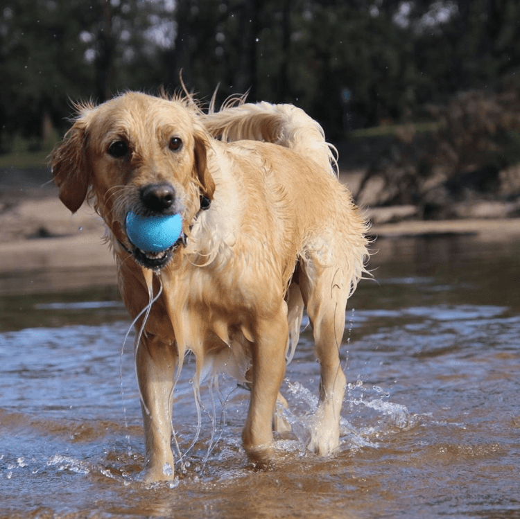 A power-chewing dog playing with a SodaPup Wag Ball Ultra Durable Synthetic Rubber Chew Toy & Floating Retrieving Toy - Large - Blue in the water.