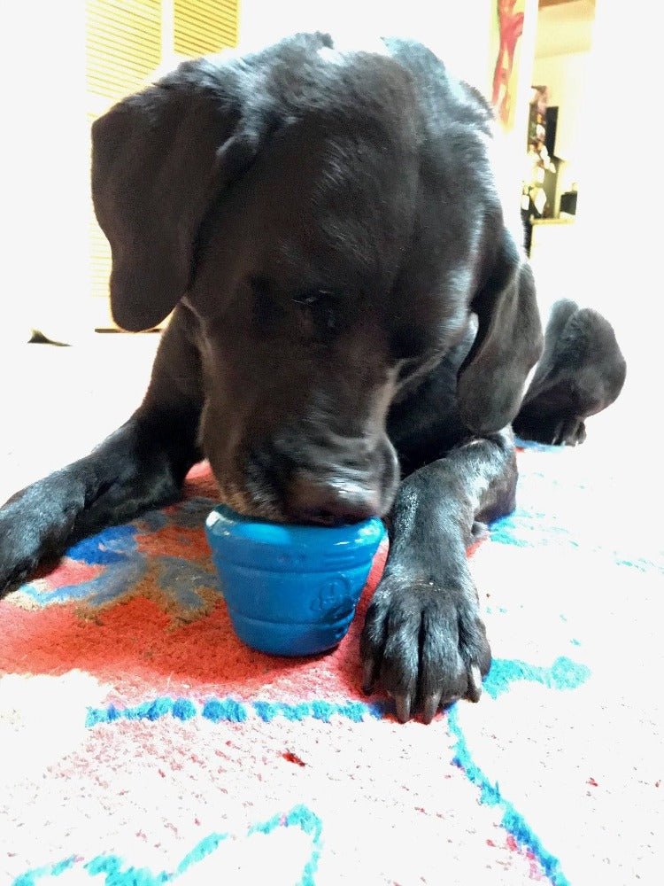 A black dog happily chewing on a SodaPup Space Capsule Durable Rubber Chew Toy & Treat Dispenser.