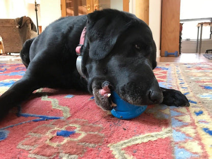 A black lab dog with a slow feeder chewing on a SodaPup Space Capsule Durable Rubber Chew Toy & Treat Dispenser.