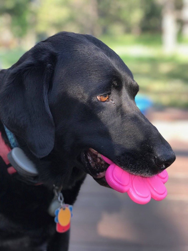 A durable black SodaPup dog with a fresh breath holds a pink SodaPup Paw Print Ultra Durable Nylon Dog Chew Toy in his mouth as chewers watch in awe.