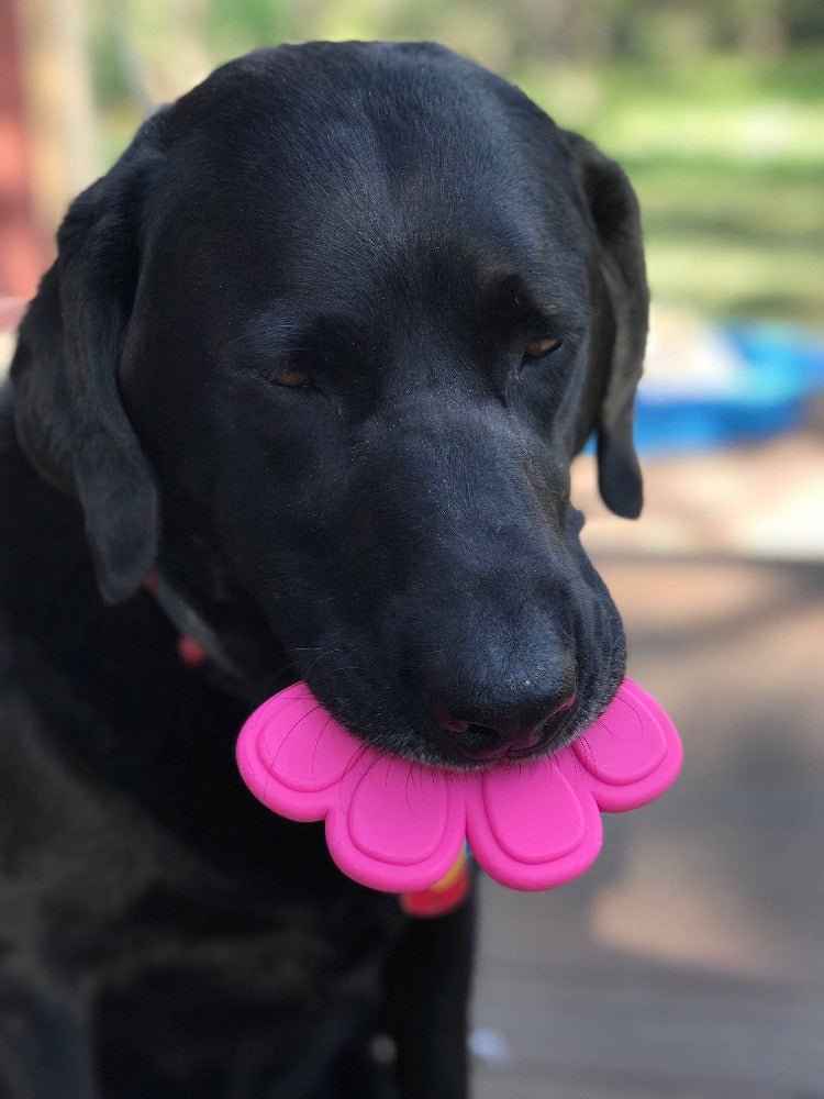 A durable black labrador dog with a Paw Print Ultra Durable Nylon Dog Chew Toy in his mouth, perfect for chewers.