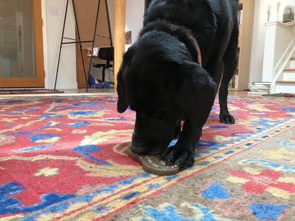 A black dog stands on a colorful patterned rug, licking the Peanut EChew Ultra Durable Nylon Dog Chew Toy by SodaPup on the floor. The room is warmly lit, with visible furniture and a staircase in the background.