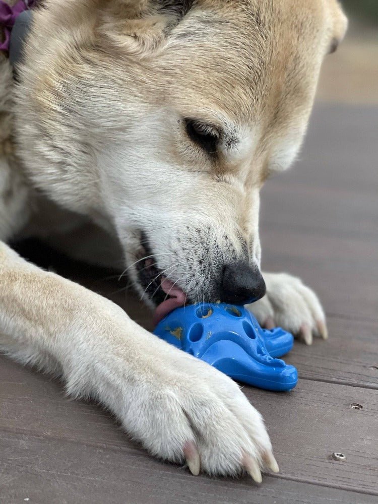 A Starfish Ultra Durable Nylon Dog Chew Toy for Aggressive Chewers by SodaPup on a wooden deck.