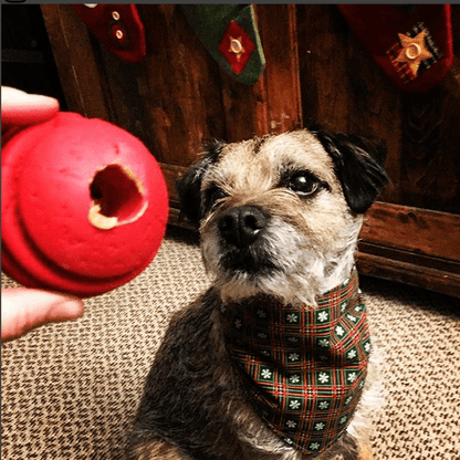 A large dog is playing with a SodaPup USA-K9 Stars and Stripes Ultra-Durable Rubber Chew Ball.