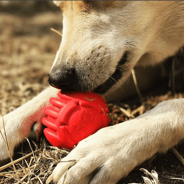 A large dog vigorously chewing on a SodaPup USA-K9 Stars and Stripes Ultra-Durable Rubber Chew Ball with dental ridges.